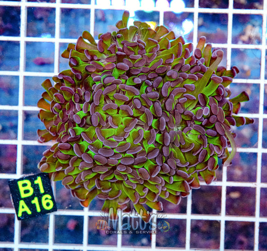 Purple/Green Branching Hammer “WYSIWYG”