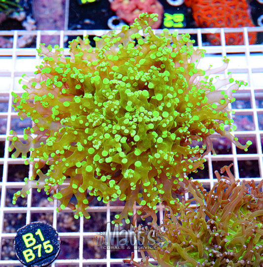 Neon Green Tipped Octospawn “WYSIWYG”