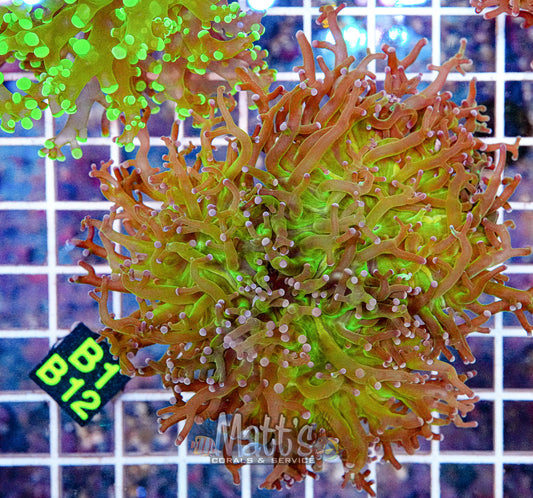 Purple Tipped Octospawn “WYSIWYG”