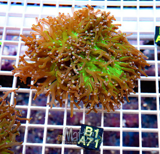Purple Tipped Octospawn “WYSIWYG”