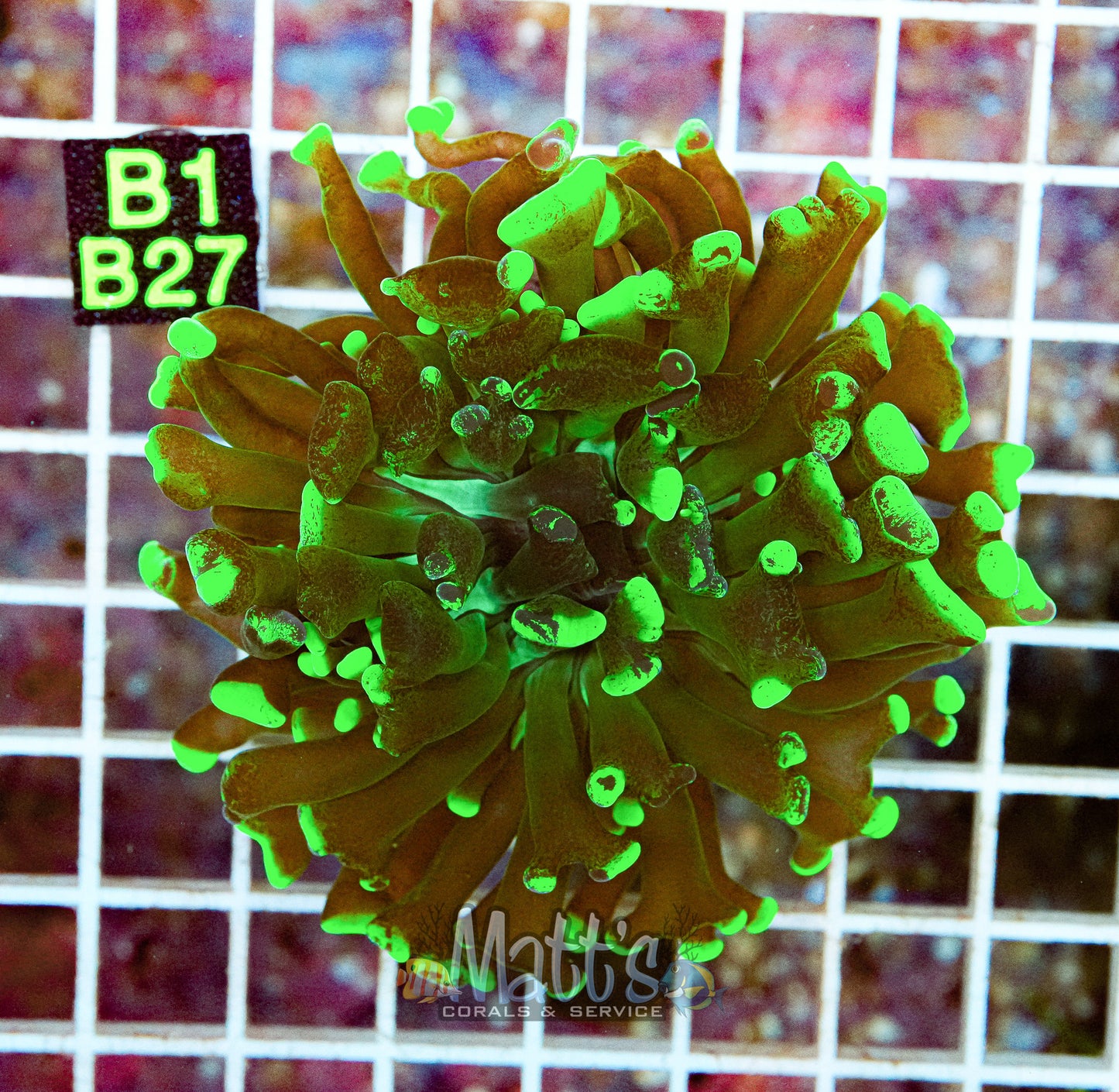 Splatter Branching Hammer “WYSIWYG”