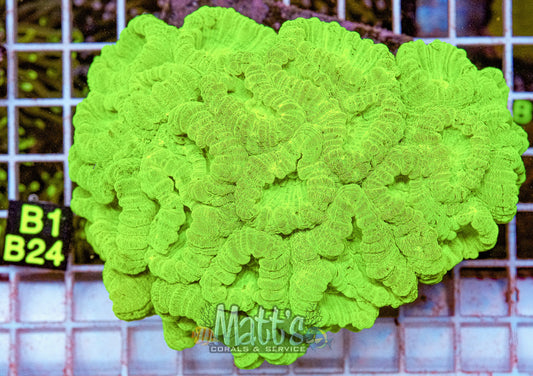 Kryptonite Candy Cane LRG Colony “WYSIWYG”