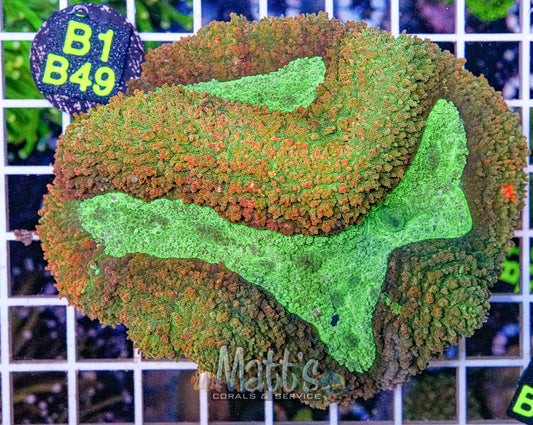 Lobophyllia Green/Red Splash’s “WYSIWYG”