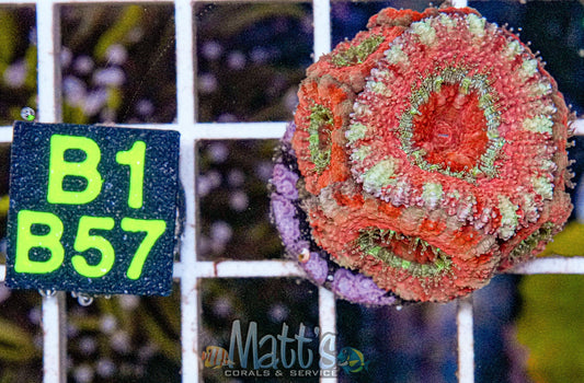 Frosted Striped Acan “WYSIWYG”