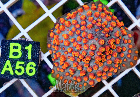 Meteor Shower Cyphastrea “WYSIWYG”