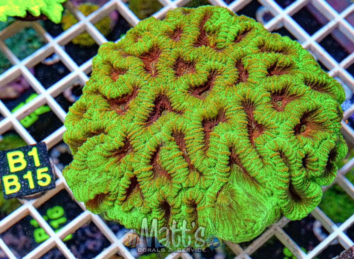 Green Maze Brain “WYSIWYG”