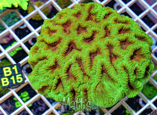 Green Maze Brain “WYSIWYG”