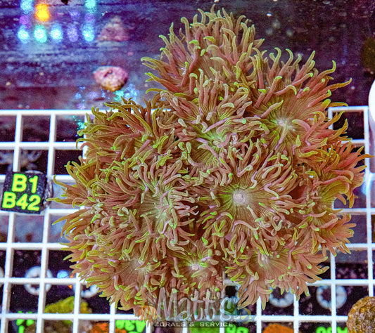 Purple/Green Duncan Mini Colony “WYSIWYG”