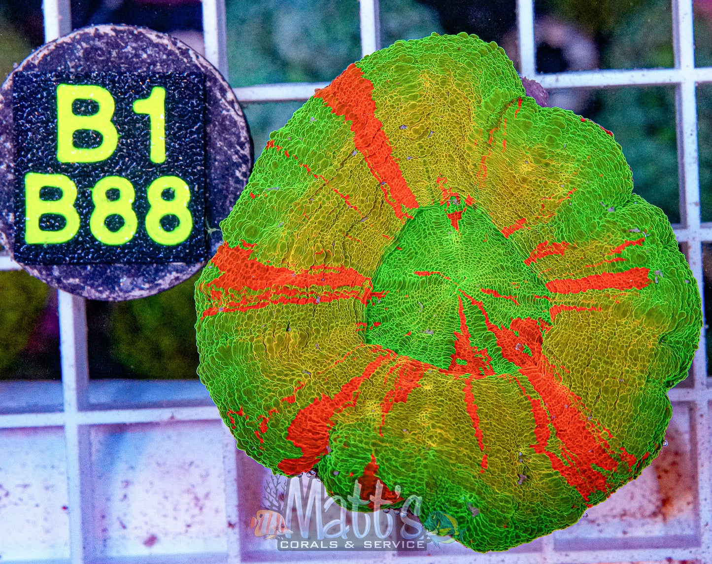 Ultra Bleeding Apple Scolymia “WYSIWYG”