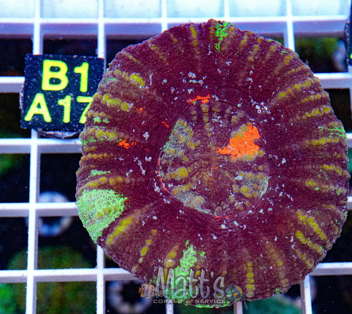 Ultra War Paint Scolymia “WYSIWYG”
