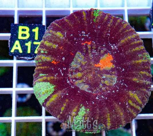 Ultra War Paint Scolymia “WYSIWYG”