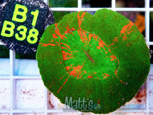 Bleeding Apple Scolymia “WYSIWYG”