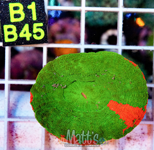 Bleeding Apple Scolymia “WYSIWYG”