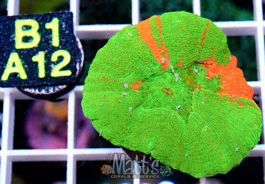 Bleeding Apple Scolymia “WYSIWYG”