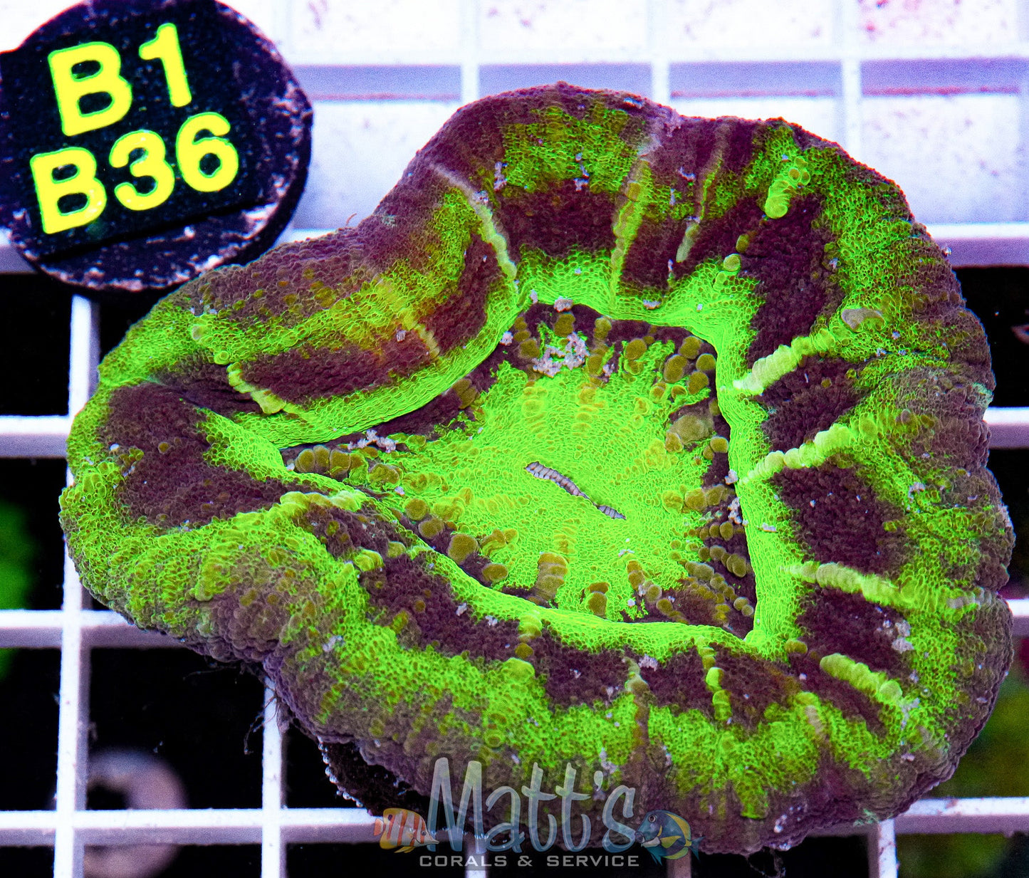 UFO Scolymia “WYSIWYG”