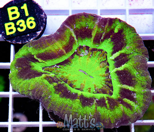 UFO Scolymia “WYSIWYG”
