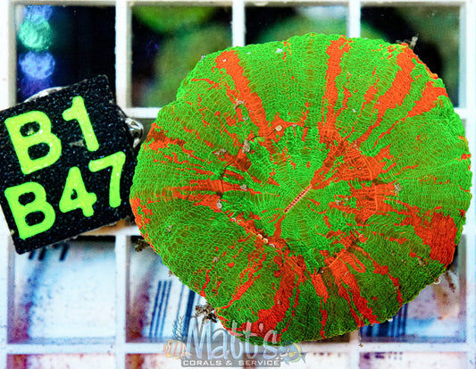 Bleeding Apple Scolymia “WYSIWYG”