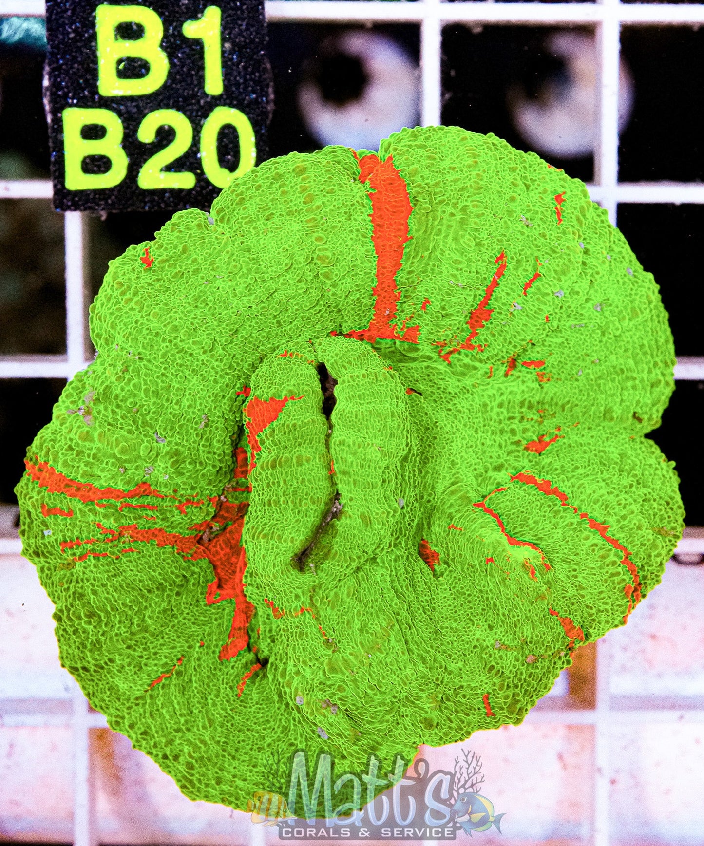Bleeding Apple Scolymia “WYSIWYG”