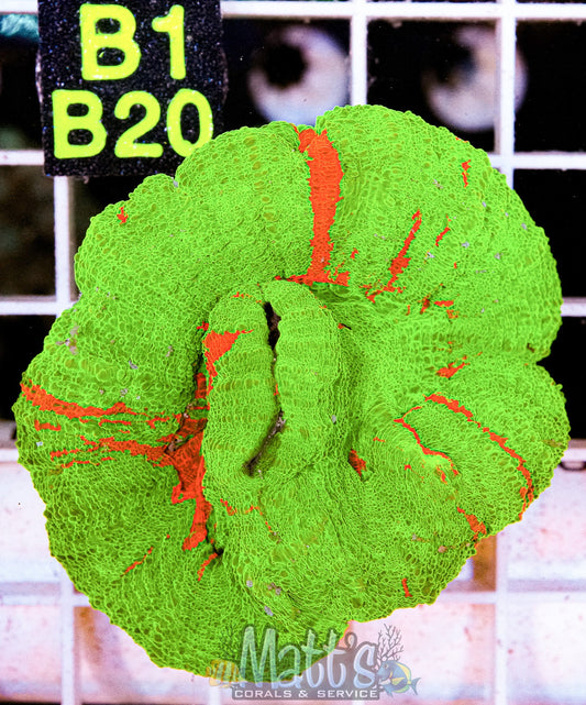 Bleeding Apple Scolymia “WYSIWYG”