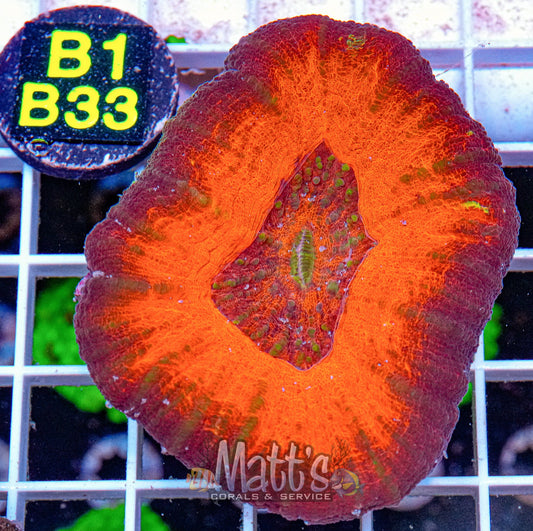Ultra Red Scolymia “WYSIWYG”