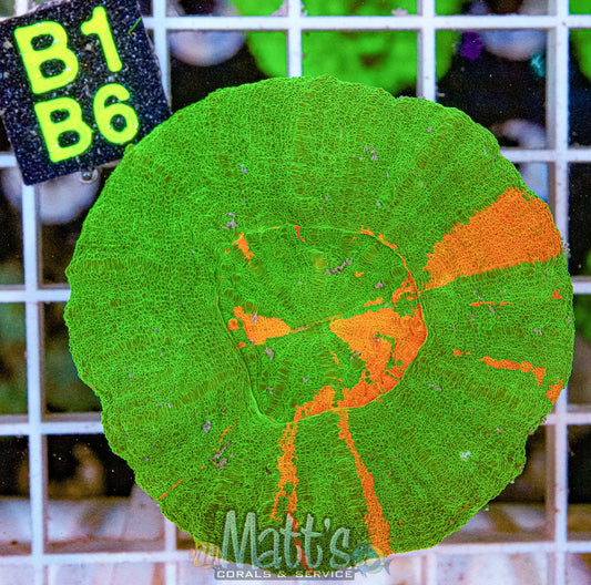 Ultra Green/Orange Scolymia “WYSIWYG”