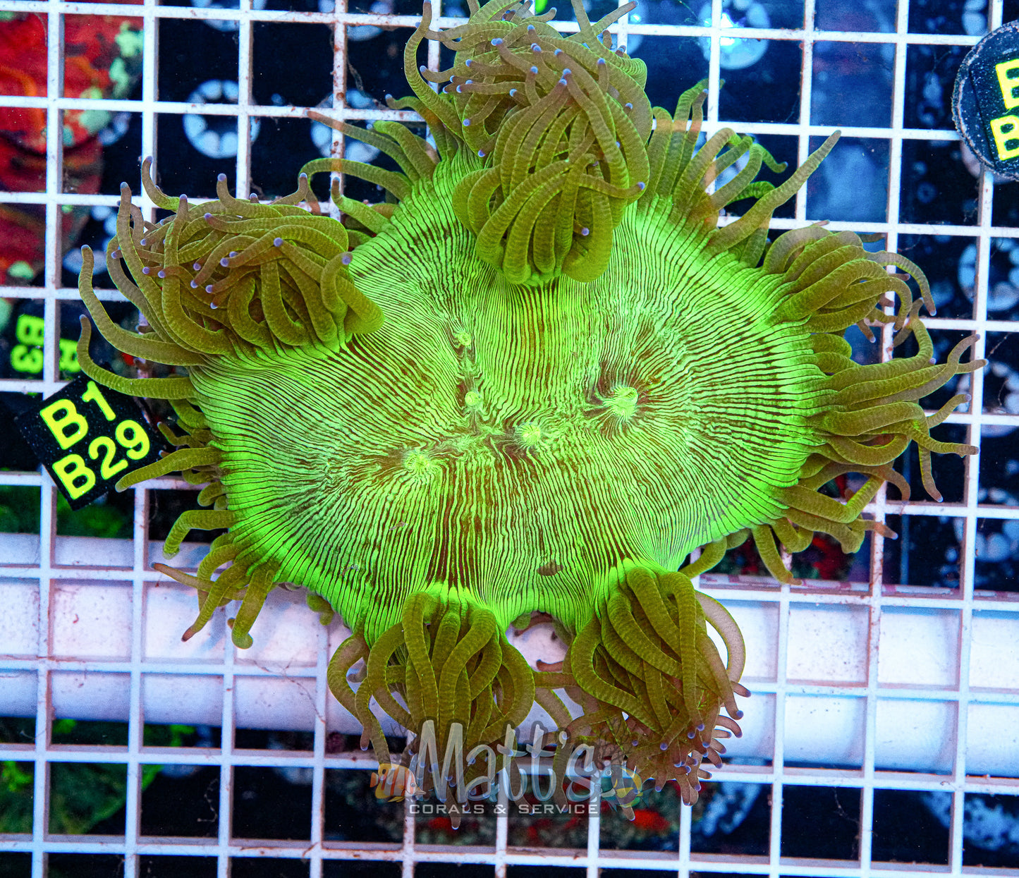Hard Aquacultured Elegance