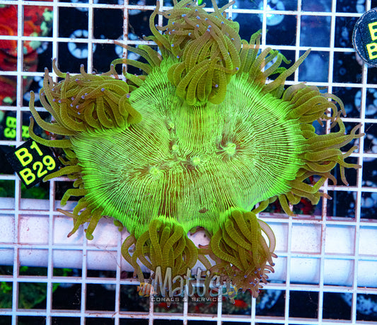 Hard Aquacultured Elegance