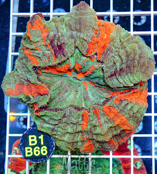 Ultra Acanthophyllia “Meat” “WYSIWYG”