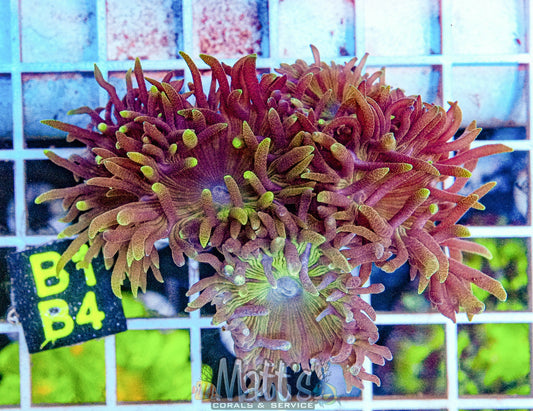 Purple/Green Duncan Mini Colony “WYSIWYG”