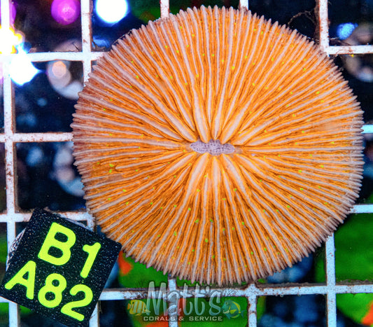 Orange Plate “WYSIWYG”