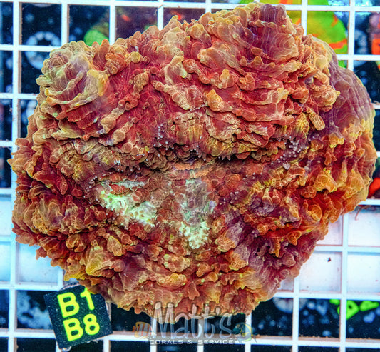 Ultra Acanthophyllia “WYSIWYG”