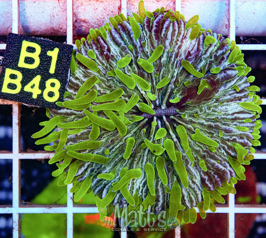 Green Plate WYSIWYG”