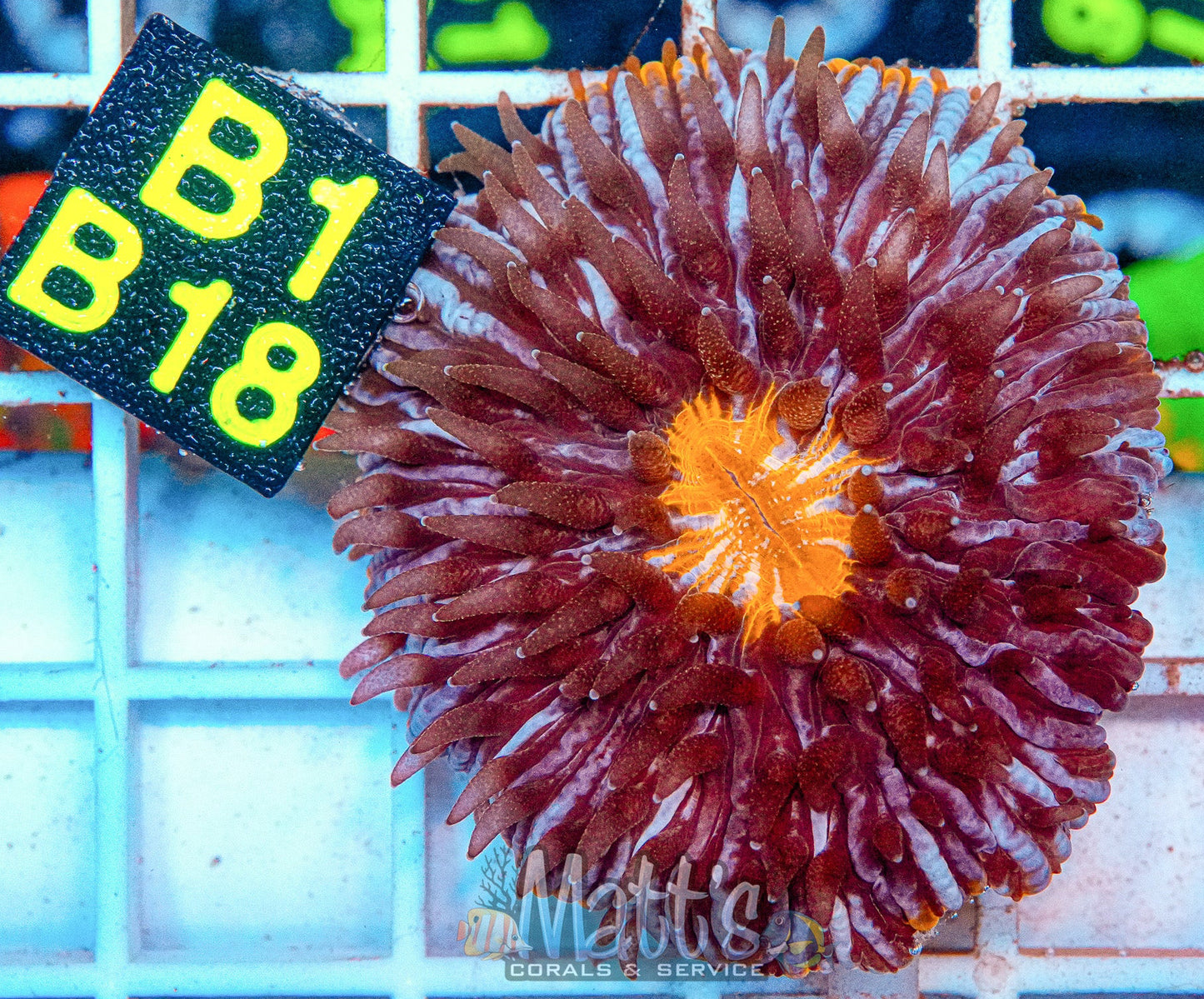 Ultra Plate “WYSIWYG”