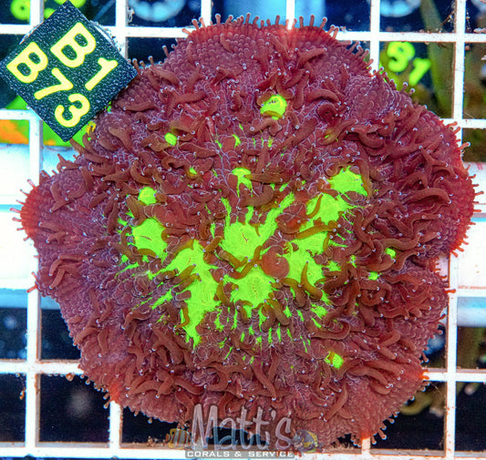 Neon Green Plate “WYSIWYG”