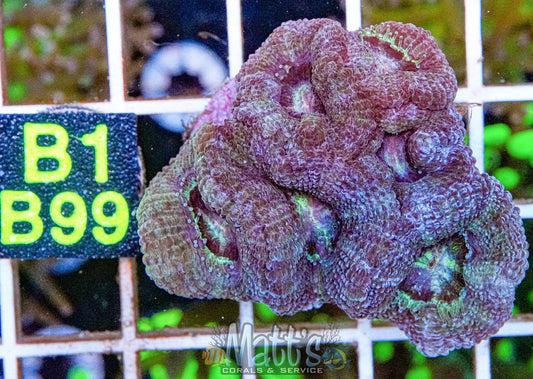 Acan Lord “WYSIWYG”