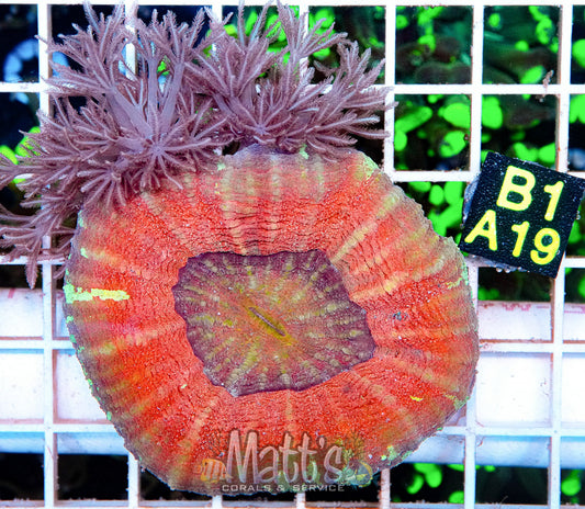 Orange/Red Scoly “WYSIWYG”
