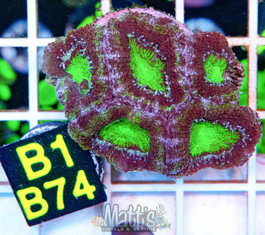 Mean Green Acan Lord “WYSIWYG”
