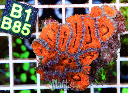 Orange Acan Lord “WYSIWYG”