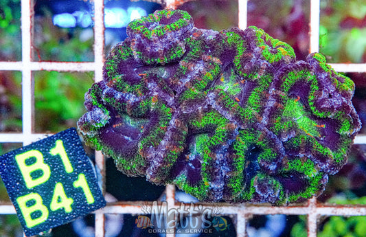 Black Widow Acan Lord “WYSIWYG”