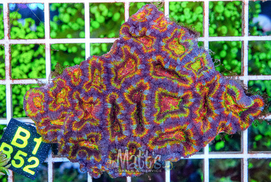 Insanity Acan Lord Mini Colony “WYSIWYG”