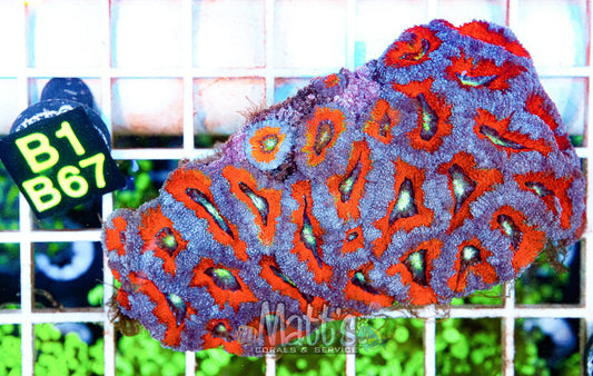 Acan Lord Mini Colony “WYSIWYG”