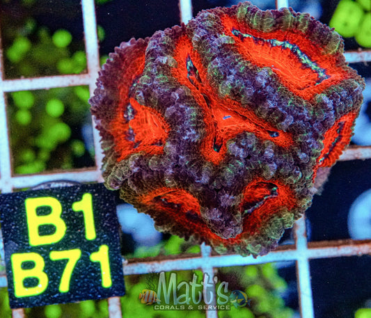 Crazy Rainbow Acan Lord “WYSIWYG”