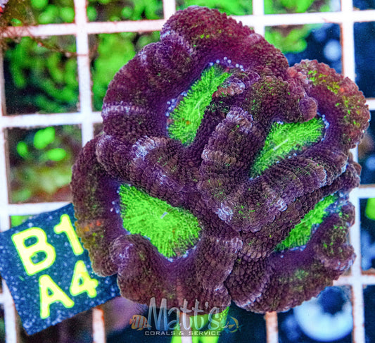Radioactive Green Acan Lord “WYSIWYG”