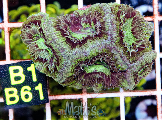 Hulk Acan “WYSIWYG”