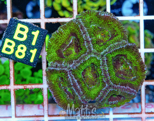 Radioactive Green Acan Lord “WYSIWYG”