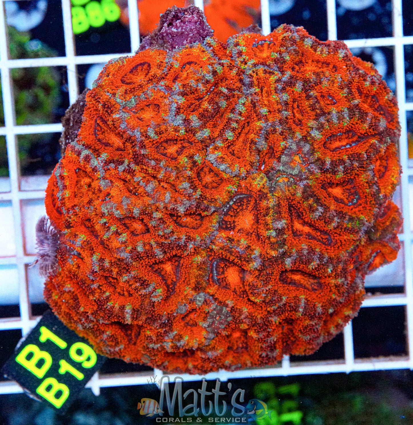 Red Acan Colony “WYSIWYG”