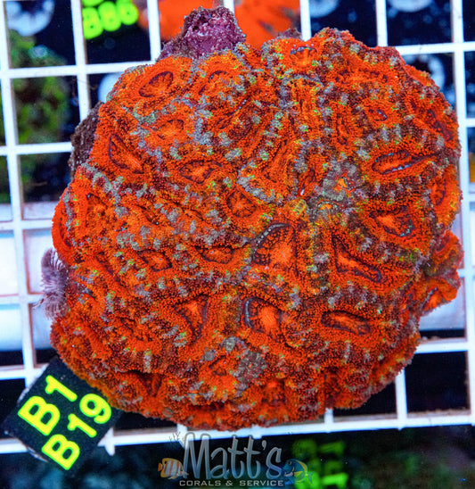 Red Acan Colony “WYSIWYG”