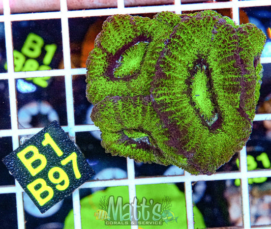 Radioactive Green Acan Lord “WYSIWYG”