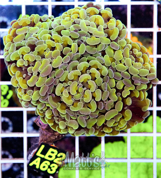 Gold Rainbow Hammer “WYSIWYG”