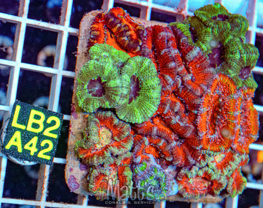 Acan Lord Garden “WYSIWYG”